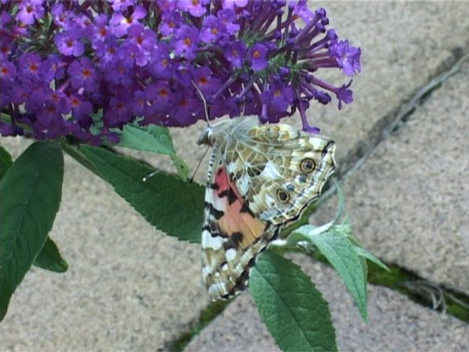 Distelfalter ( Vanessa cardui ), Flügelunterseite, auf Sommerflieder : Moers, in unserem Garten, 24.07.2009